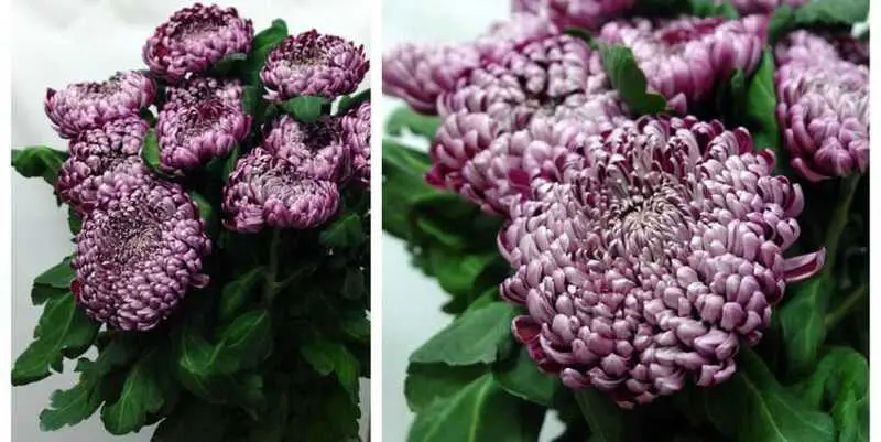 Гилберт Лайт 