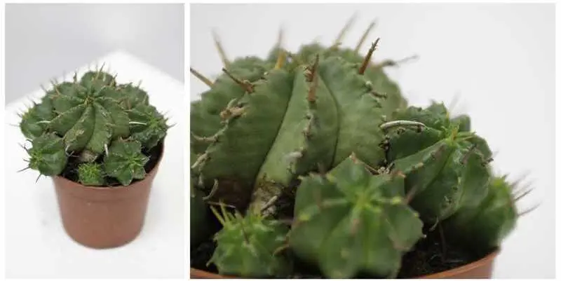 Кактус микс Д10