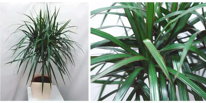 Драцена маргината 2 ст. Д17 Н75