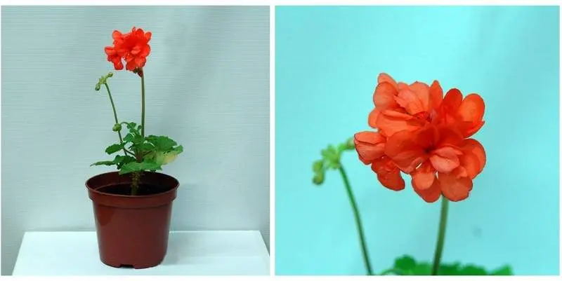 Растение открытого грунта Пеларгония зональная  Д10